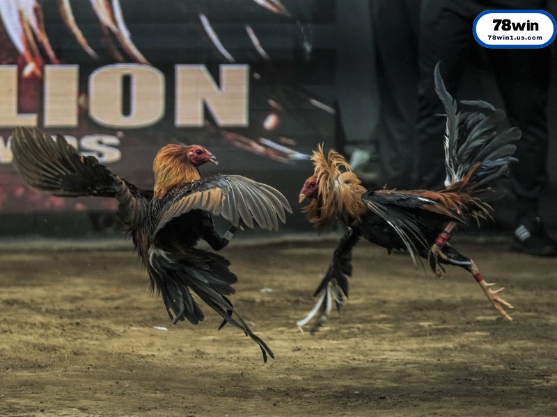 Bí Quyết Soi Kèo Đá Gà Cựa Sắt Từ Chuyên Gia