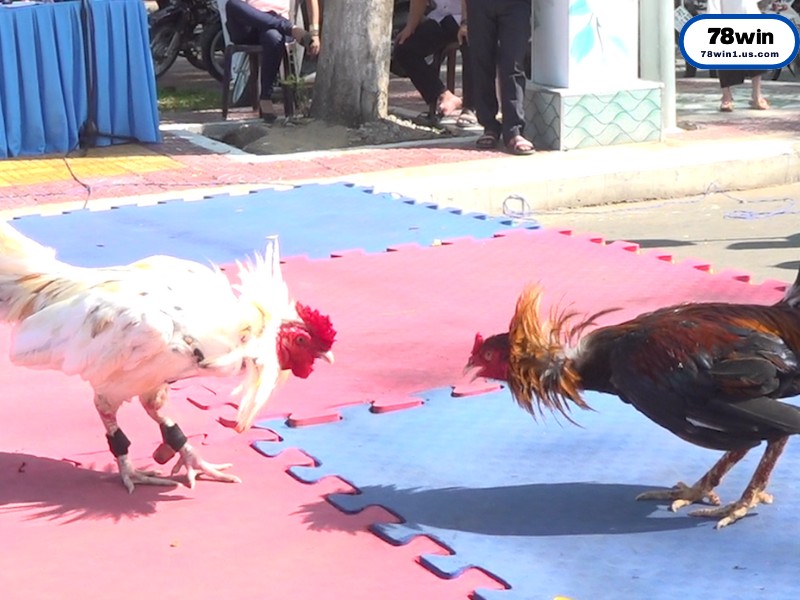 Kinh Nghiệm Vàng Khi Xem và Soi Kèo Đá Gà Thomo