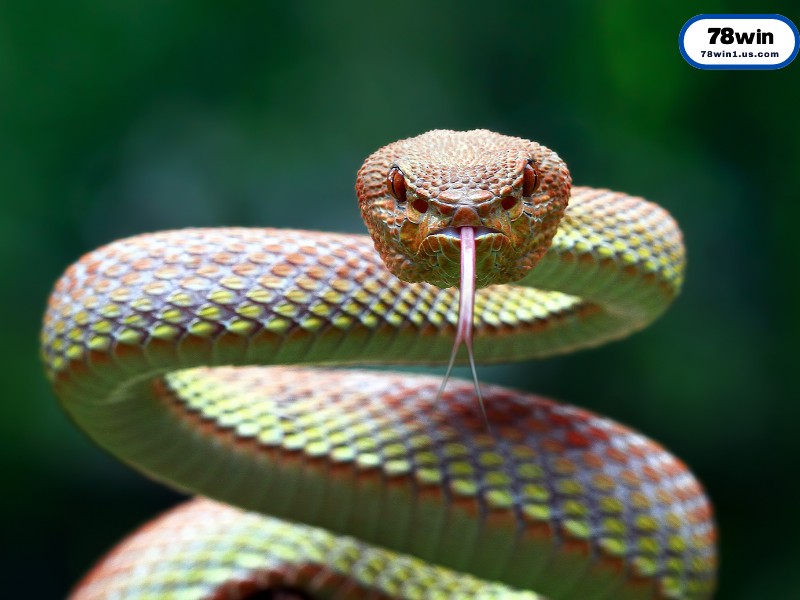 Sổ Mơ Lô Đề Mơ Thấy Rắn Đánh Con Gì Chính Xác Nhất