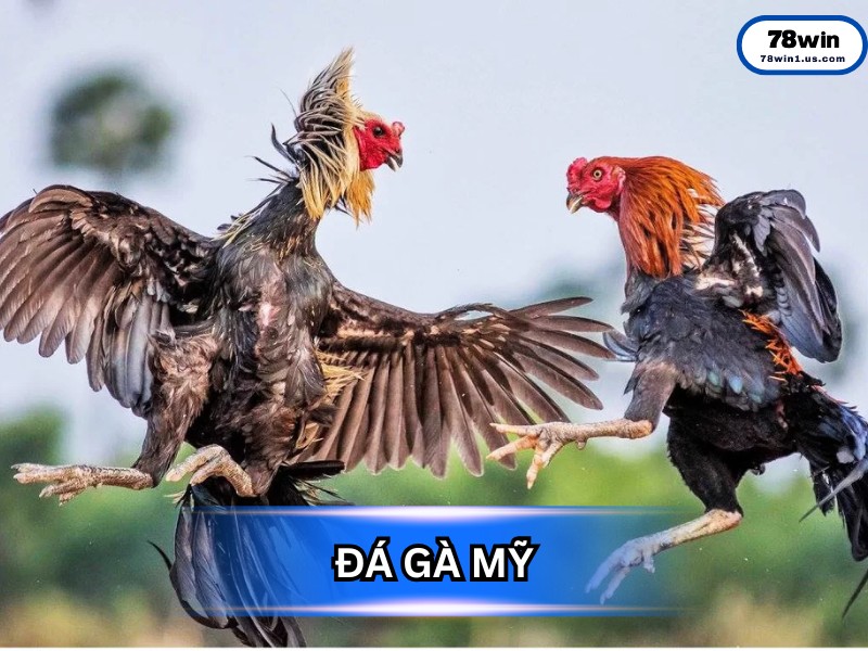 Gà Đá Mỹ - Biểu Tượng Của Tốc Độ và Lối Đá Đầy Nghệ Thuật